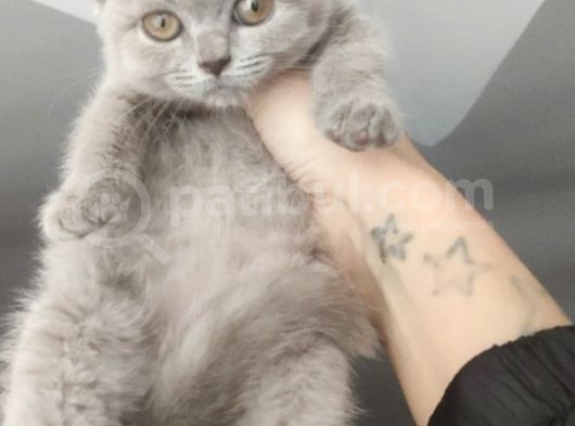 Orijinal British Shorthair Lilak görsel