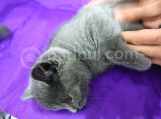 Çok Tatlı British görsel