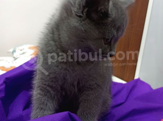 Çok Tatlı British görsel