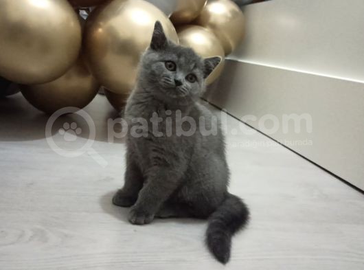 Çok Tatlı British görsel