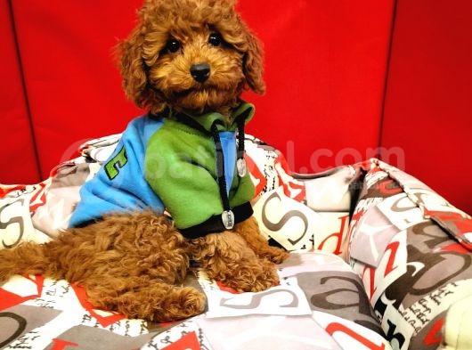 Red Brown Toy Poodle Yavrularimiz görsel