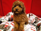 Red Brown Toy Poodle Yavrularimiz