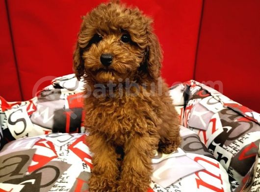 Red Brown Toy Poodle Yavrularimiz görsel