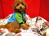 Red Brown Toy Poodle Yavrularimiz
