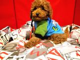 Red Brown Toy Poodle Yavrularimiz