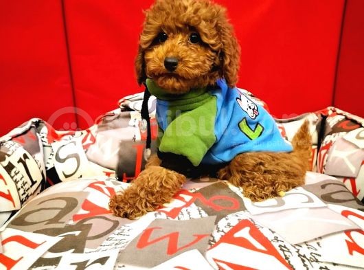 Red Brown Toy Poodle Yavrularimiz