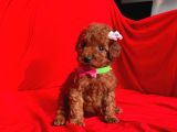 Erkek Ve Dişi Red Brown Toy Poodle Yavruları
