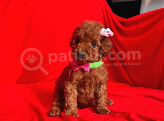Erkek ve Dişi Red Brown Toy Poodle Yavruları