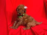 Erkek Ve Dişi Red Brown Toy Poodle Yavruları