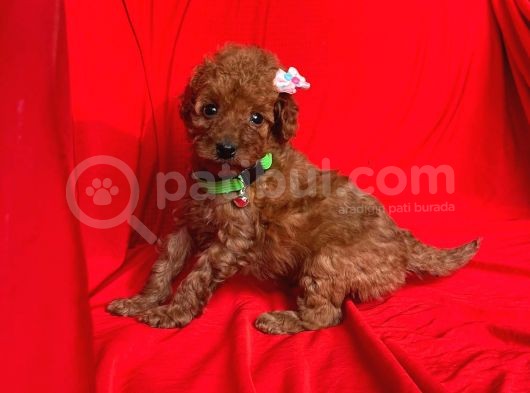 Erkek Ve Dişi Red Brown Toy Poodle Yavruları görsel
