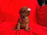 Erkek Ve Dişi Red Brown Toy Poodle Yavruları