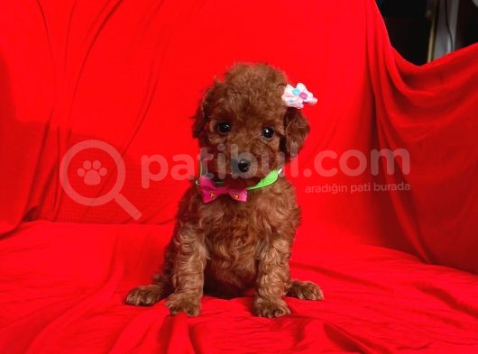 Erkek Ve Dişi Red Brown Toy Poodle Yavruları görsel