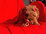 Erkek Ve Dişi Red Brown Toy Poodle Yavruları