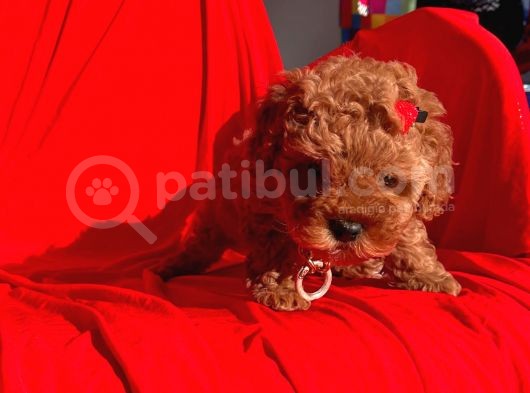 Erkek Ve Dişi Red Brown Toy Poodle Yavruları görsel