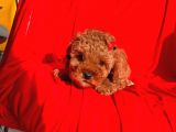 Erkek Ve Dişi Red Brown Toy Poodle Yavruları