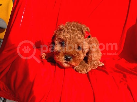 Erkek Ve Dişi Red Brown Toy Poodle Yavruları görsel