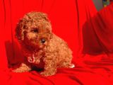 Erkek Ve Dişi Red Brown Toy Poodle Yavruları