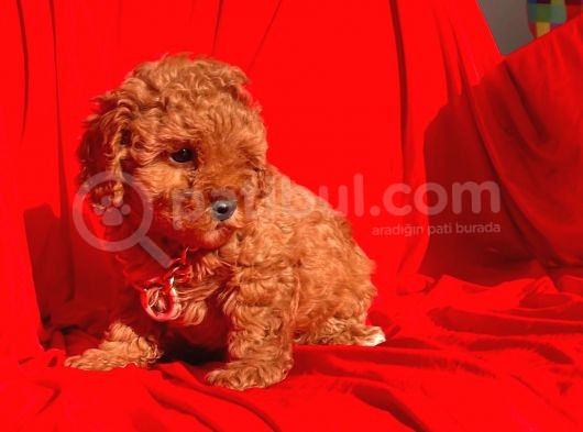 Erkek Ve Dişi Red Brown Toy Poodle Yavruları görsel