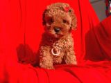 Erkek Ve Dişi Red Brown Toy Poodle Yavruları