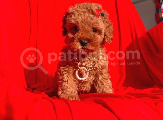 Erkek Ve Dişi Red Brown Toy Poodle Yavruları görsel