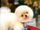 Mükemmel Surat Yapısına Sahip Erkek Ve Dişi Pomeranian Boo Yavruları