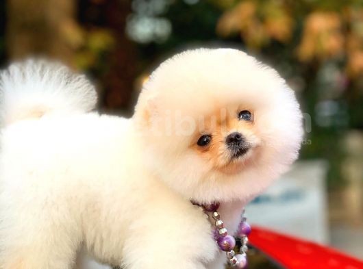 Mükemmel Surat Yapısına Sahip Erkek Ve Dişi Pomeranian Boo Yavruları görsel