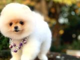 Mükemmel Surat Yapısına Sahip Erkek Ve Dişi Pomeranian Boo Yavruları