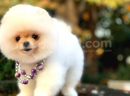 Mükemmel Surat Yapısına Sahip Erkek Ve Dişi Pomeranian Boo Yavruları görsel