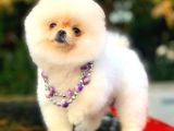 Mükemmel Surat Yapısına Sahip Erkek Ve Dişi Pomeranian Boo Yavruları