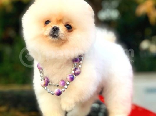 Mükemmel Surat Yapısına Sahip Erkek Ve Dişi Pomeranian Boo Yavruları görsel