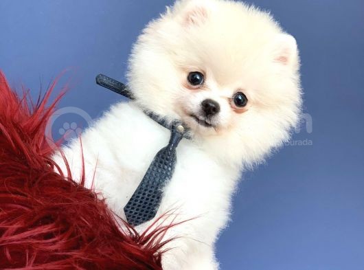 Mükemmel Surat Yapısına Sahip Erkek Ve Dişi Pomeranian Boo Yavruları görsel