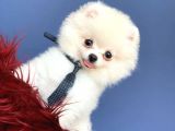 Mükemmel Surat Yapısına Sahip Erkek Ve Dişi Pomeranian Boo Yavruları