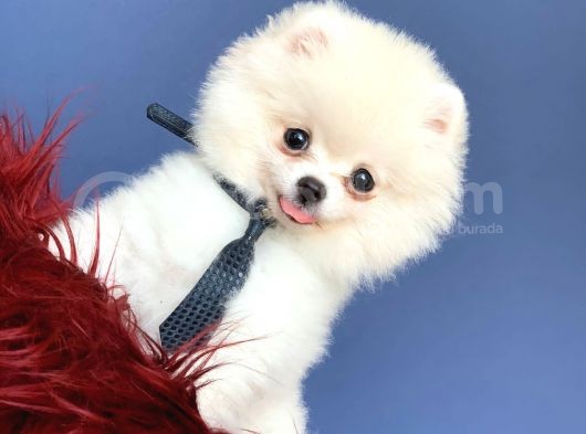 Mükemmel Surat Yapısına Sahip Erkek ve Dişi Pomeranian Boo Yavruları