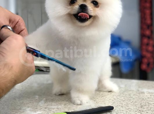 Mükemmel Surat Yapısına Sahip Erkek Ve Dişi Pomeranian Boo Yavruları görsel