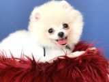 Mükemmel Surat Yapısına Sahip Erkek Ve Dişi Pomeranian Boo Yavruları