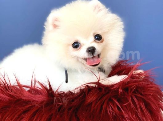Mükemmel Surat Yapısına Sahip Erkek Ve Dişi Pomeranian Boo Yavruları görsel