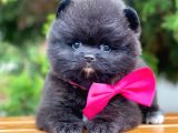 Erkek Ve Dişi Teddy Face Ender Renklerde