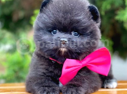 Erkek Ve Dişi Teddy Face Ender Renklerde görsel