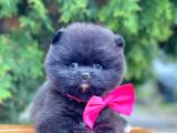 Erkek Ve Dişi Teddy Face Ender Renklerde