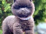 Erkek Ve Dişi Teddy Face Ender Renklerde