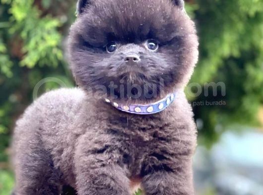 Erkek Ve Dişi Teddy Face Ender Renklerde görsel