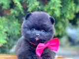 Erkek Ve Dişi Teddy Face Ender Renklerde