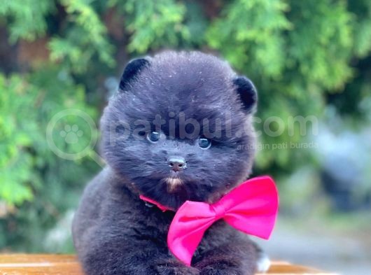 Erkek Ve Dişi Teddy Face Ender Renklerde görsel