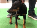 Mükemmel Anatomiye Sahip Doberman Yavruları