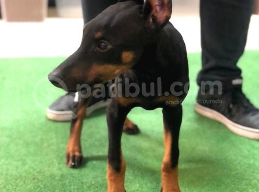 Mükemmel Anatomiye Sahip Doberman Yavruları görsel