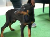 Mükemmel Anatomiye Sahip Doberman Yavruları