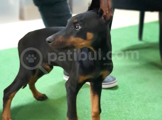 Mükemmel Anatomiye Sahip Doberman Yavruları görsel