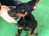 Mükemmel Anatomiye Sahip Doberman Yavruları