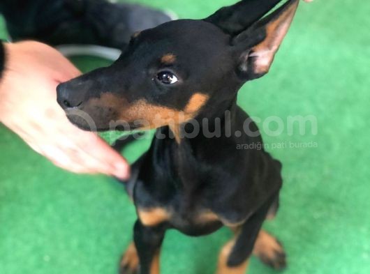 Mükemmel Anatomiye Sahip Doberman Yavruları görsel