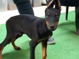 Mükemmel Anatomiye Sahip Doberman Yavruları